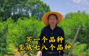 下载视频: 果树苗木易造假，说它是啥就是啥！三年之后才知道，后悔已经没用啦！#果树#假苗#桃