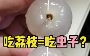 【水果猎人】鉴定一下网络热门“荔枝虫鉴别法”