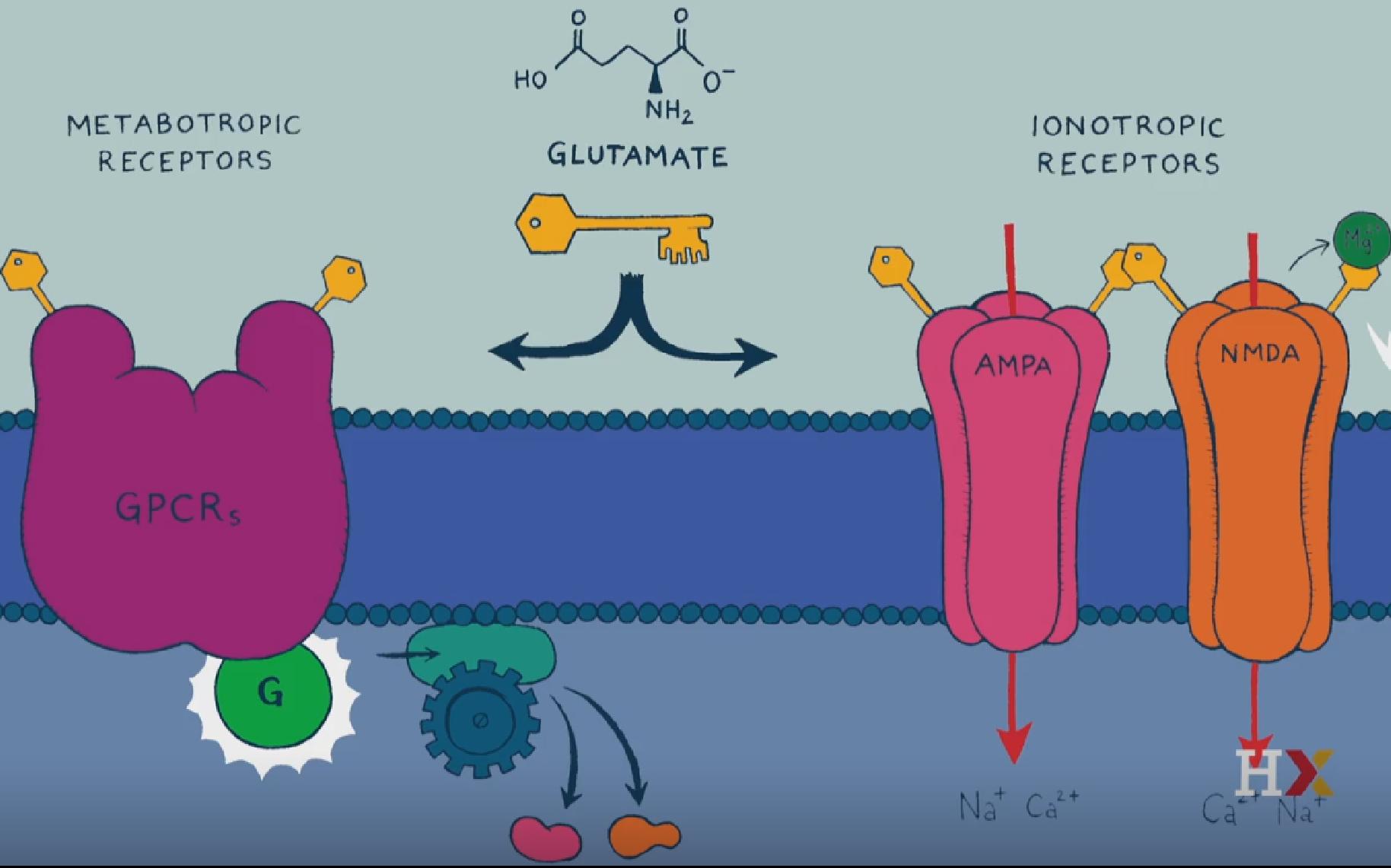 【哈佛大学】神经元——AMPA 和 NMDA 受体哔哩哔哩bilibili