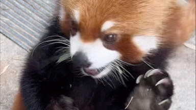 四川成都·都江堰【小熊猫森林公园】2025.10.21直播录屏下午