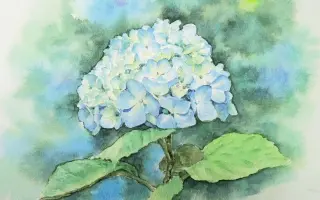 水彩绣球花 搜索结果 哔哩哔哩 Bilibili