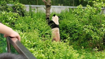 贵州黔灵山公园的大熊猫星宝,特别活泼的宝贝