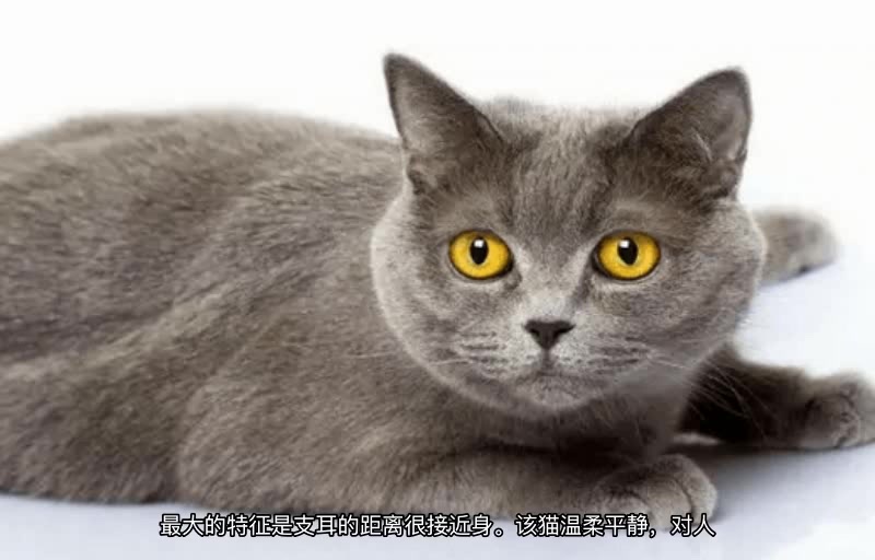 十大最受欢迎猫咪品种哔哩哔哩bilibili