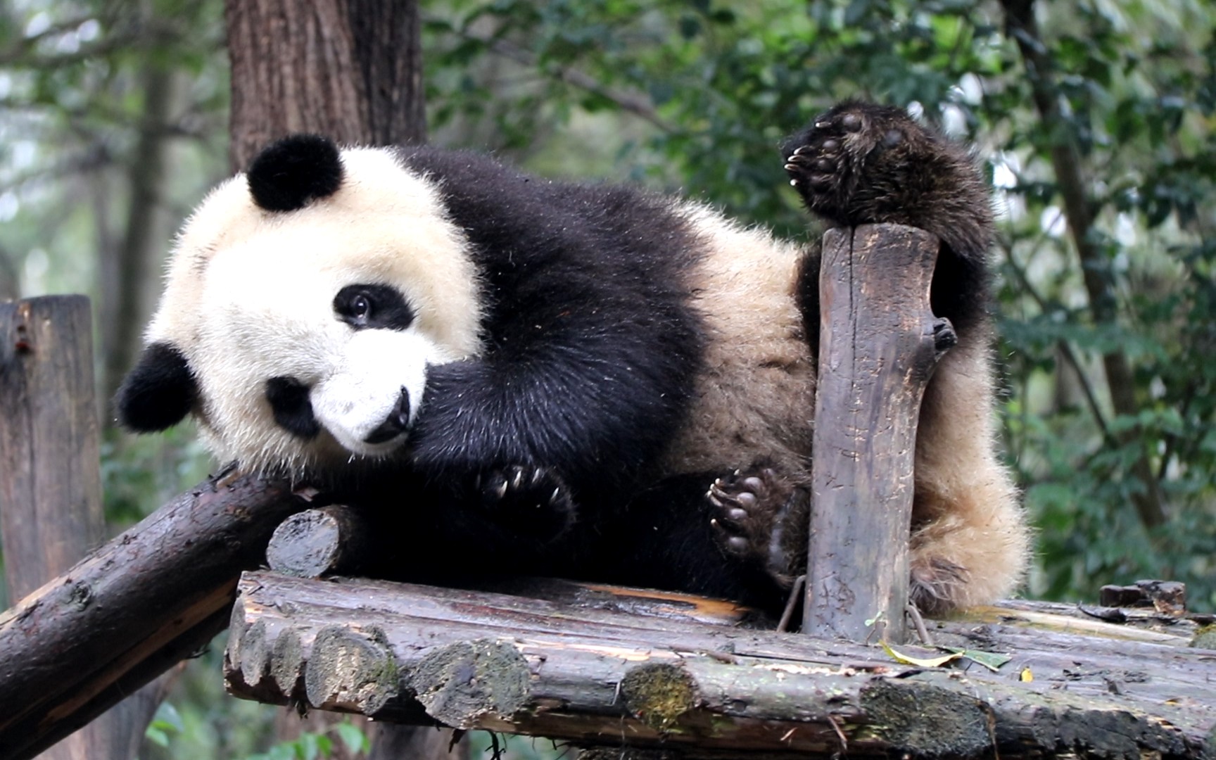 【大熊猫福顺】啃着手手,架着jiojio,姿势已经摆好,顺锅要睡觉了^o