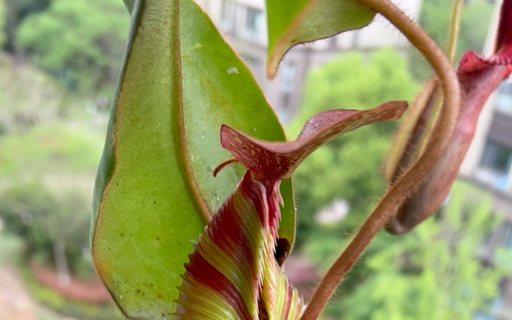 长毛维奇猪笼草Nepenthes villosa x veitchii(BE)哔哩哔哩bilibili