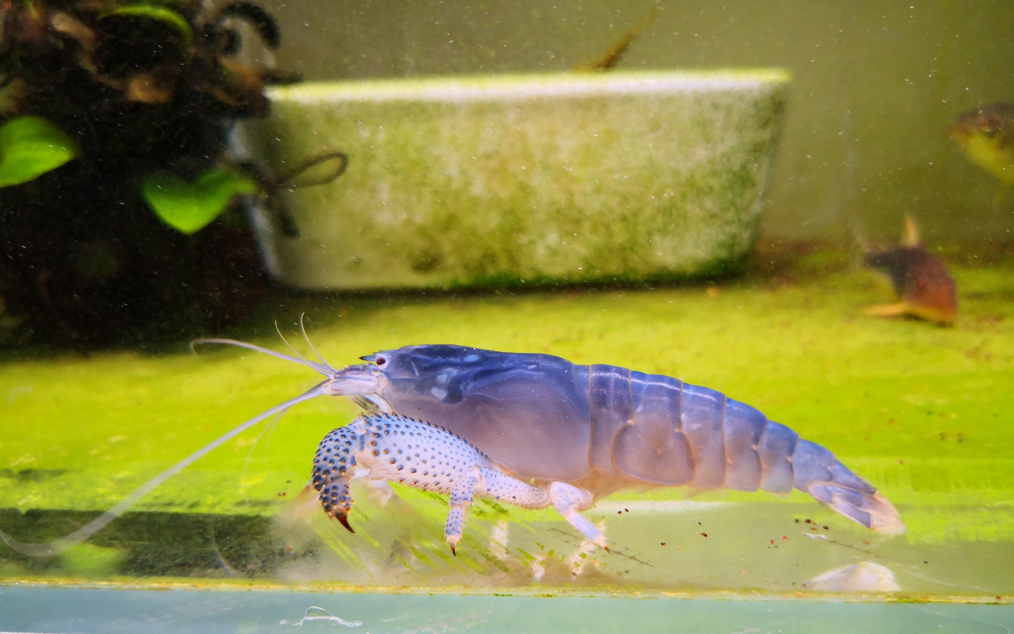 新来的非洲巨网虾_哔哩哔哩_bilibili