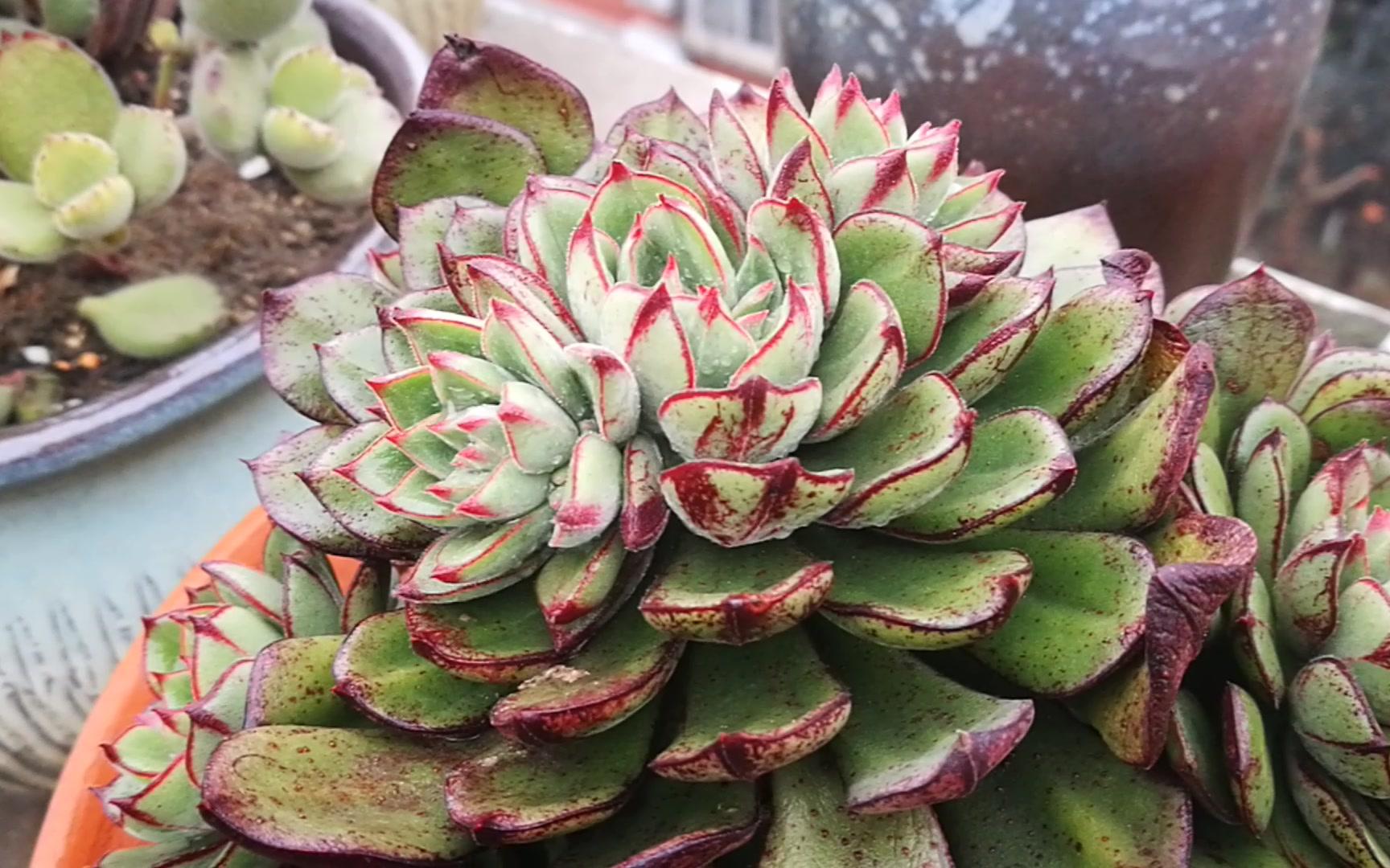 大猫多肉:丹尼尔