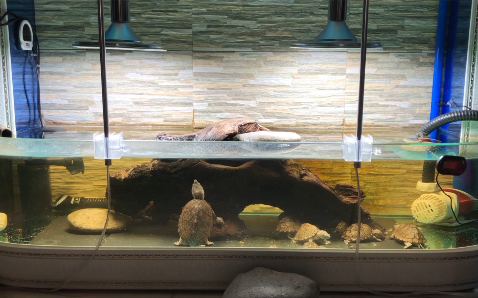 剃刀龟～我要从东吃到西～关于剃刀龟饲养的问题欢迎大家提问.