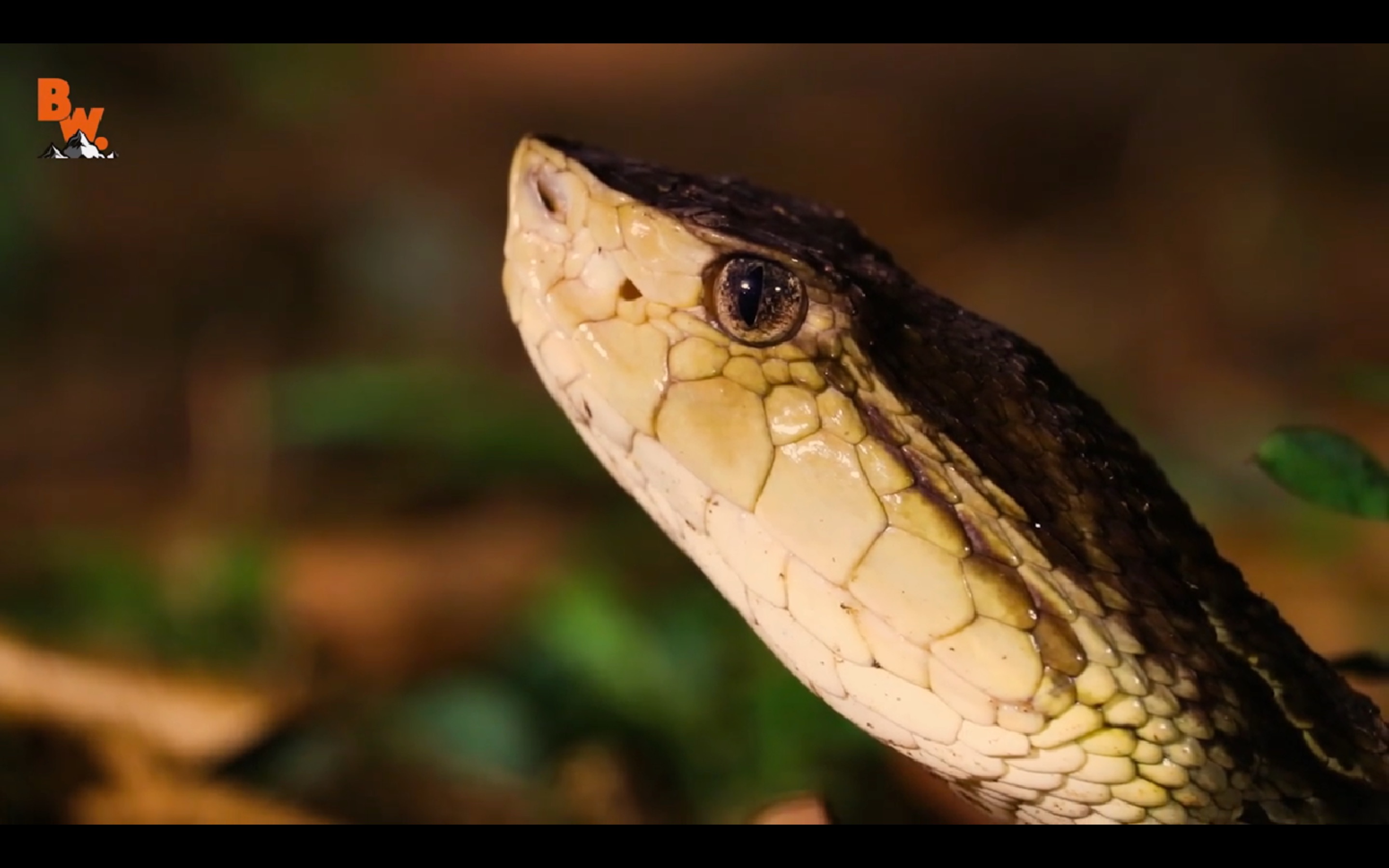 荒野寻踪哥斯达黎加篇剧毒矛头蛇荒野大作死