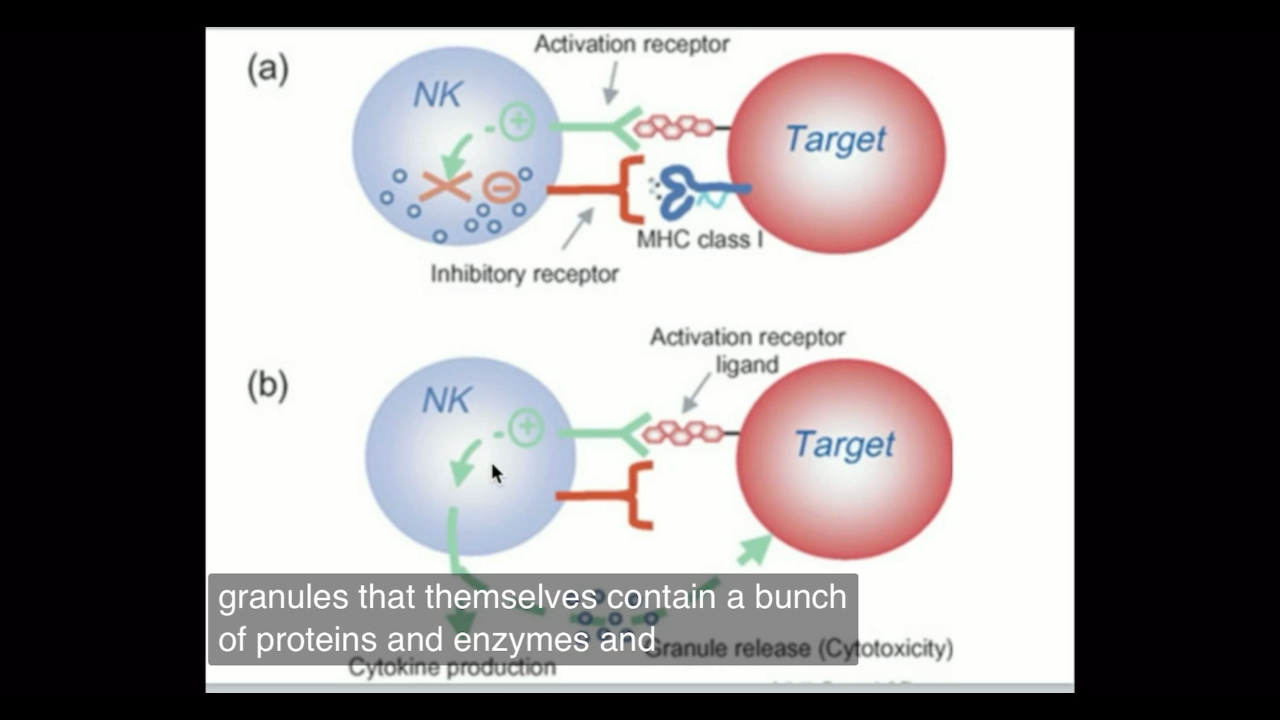 【每天学点细胞治疗25】NK细胞治疗原理及激活免疫系统介绍哔哩哔哩bilibili