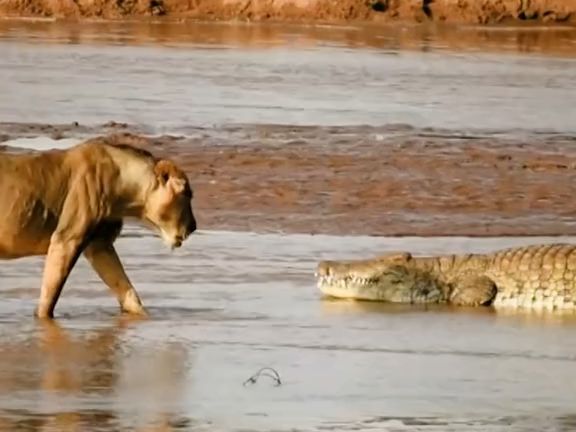 一群狮子捕杀鳄鱼的壮观场面,很多人应该没见过