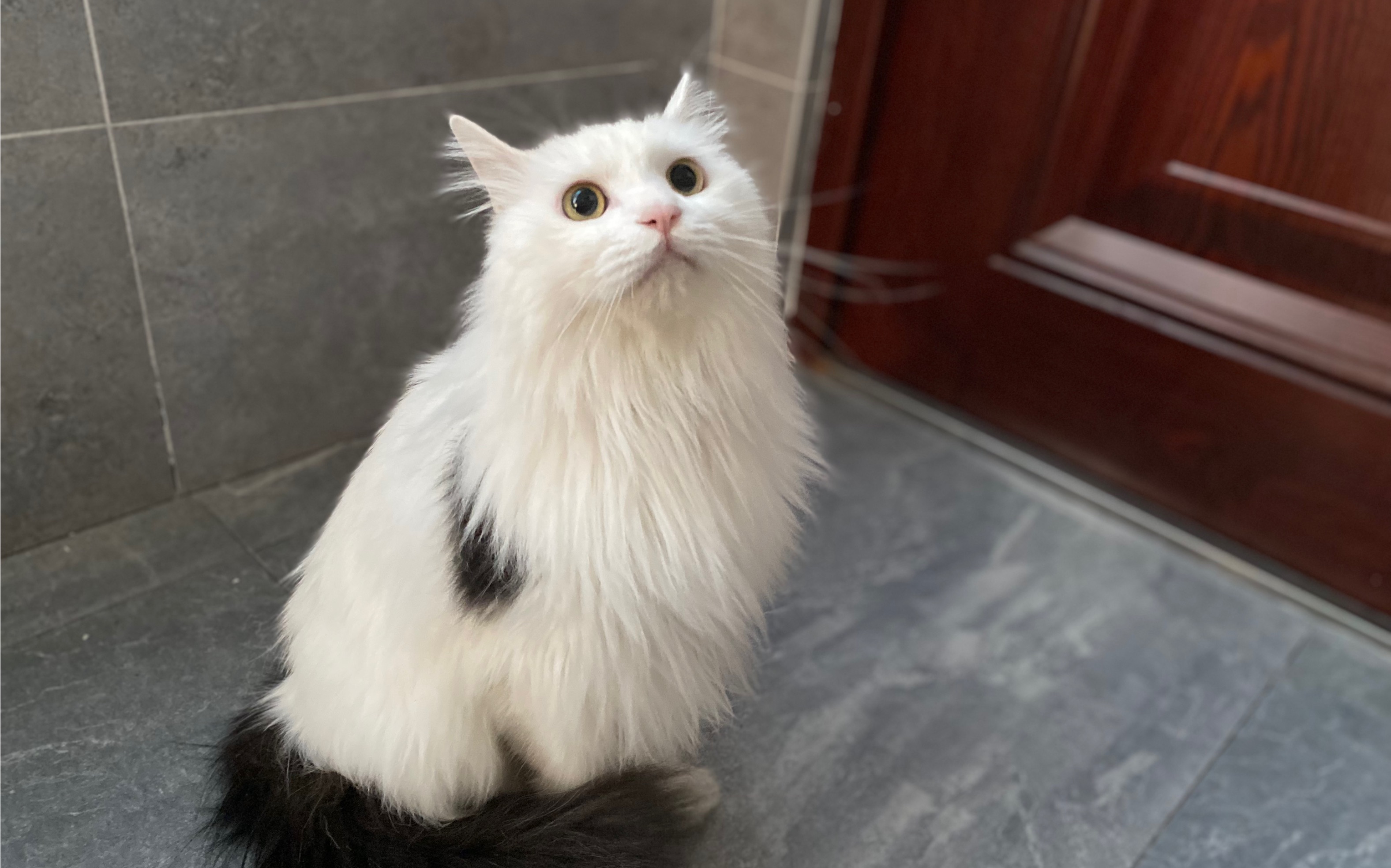 【山东狮子猫】猫咪召唤术 希望你也能掌握魔法_哔哩哔哩_bilibili
