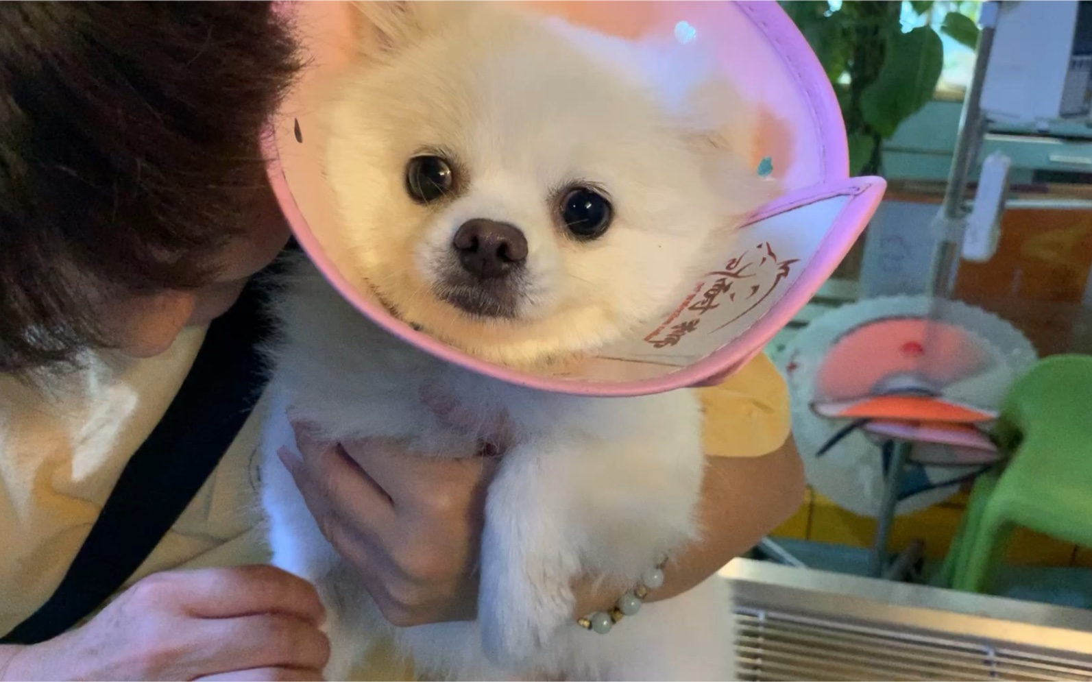 [博美]打完针的我 一脸委屈