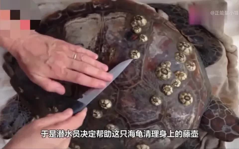 看到满身藤壶的鲸鱼很是无奈#海洋生物 #藤壶清理