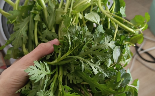 【吃饭记录】皇帝菜真的是香迷糊了,西洋菜也好好吃