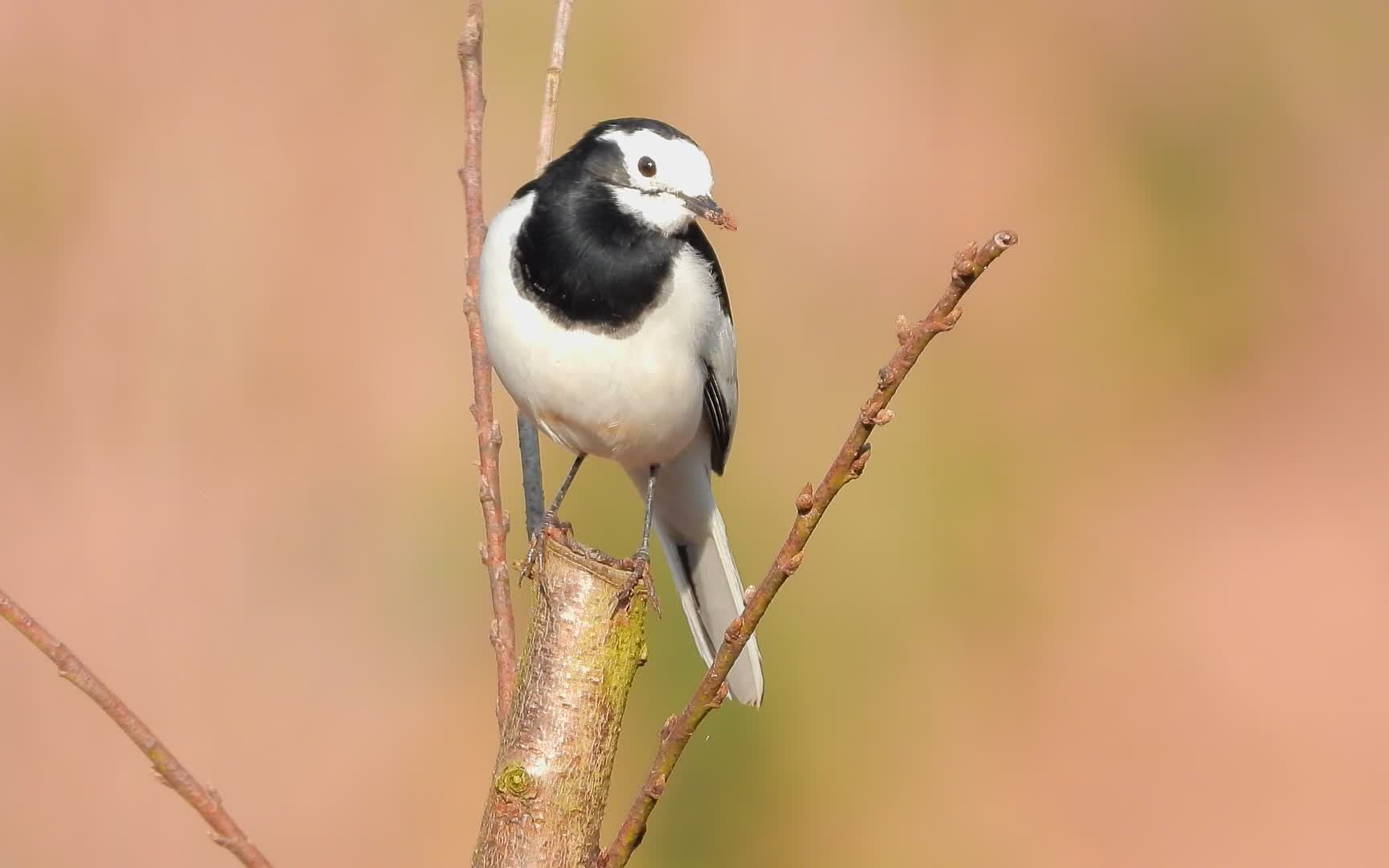 树上的白鹡鸰水鸦雀,白鹡鸰叫声