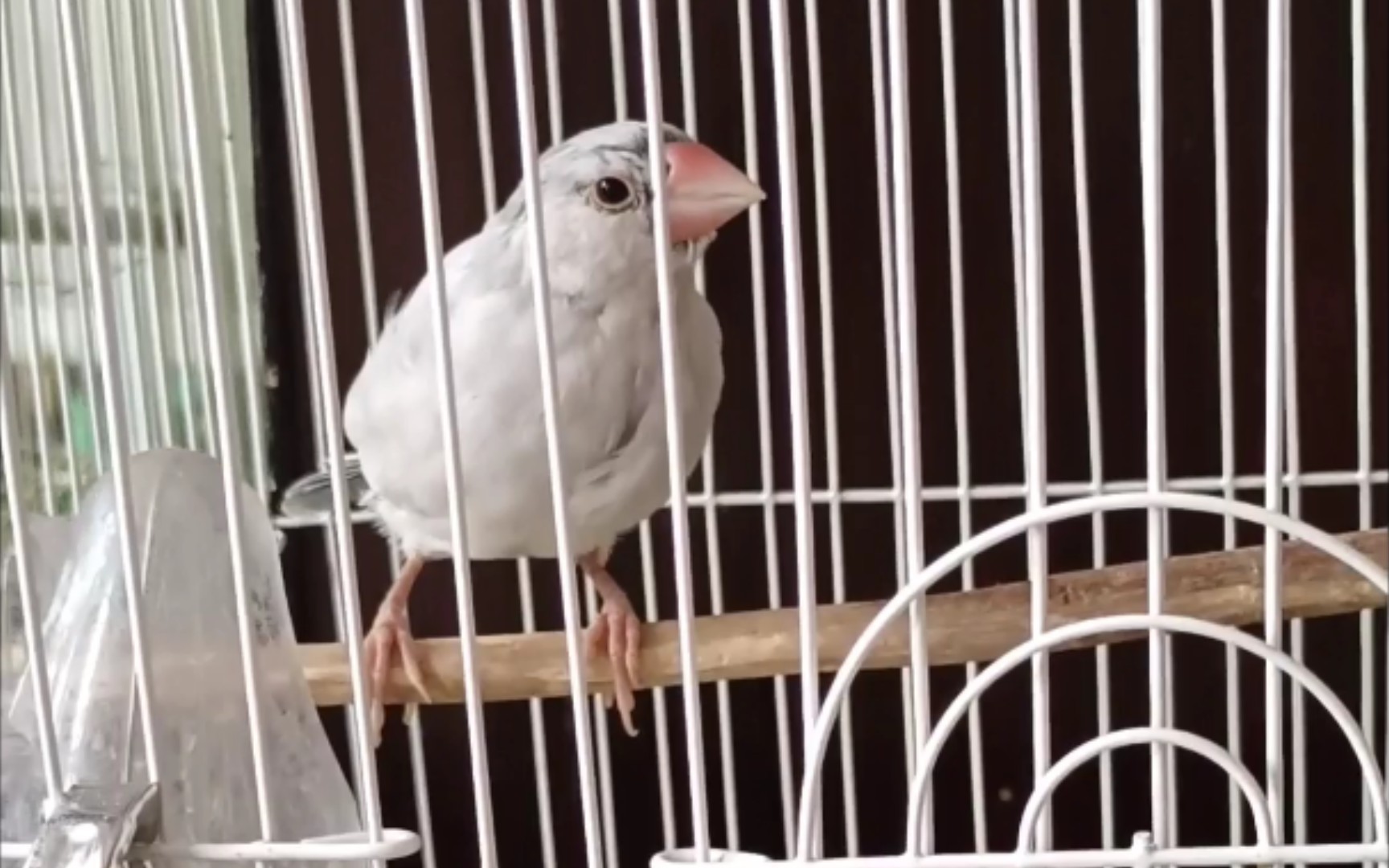 可爱的银文鸟第一次换毛_哔哩哔哩_bilibili