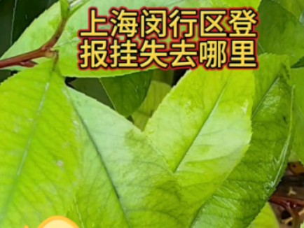 上海闵行区登报挂失去哪里哔哩哔哩bilibili