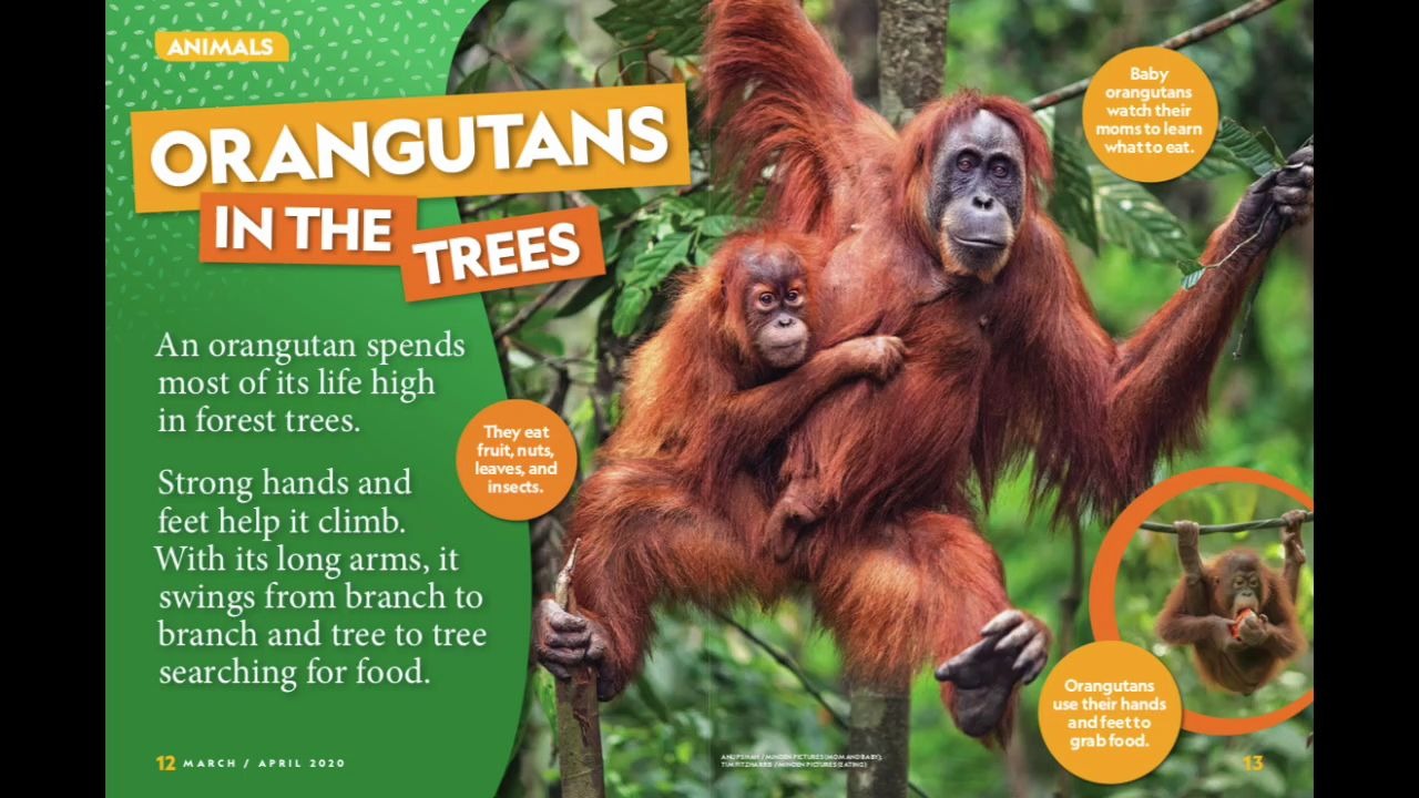 Alicia杂志精讲 美国国家地理2020 34 Orangutans in the trees哔哩哔哩bilibili