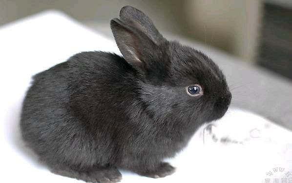 黑兔与灰兔