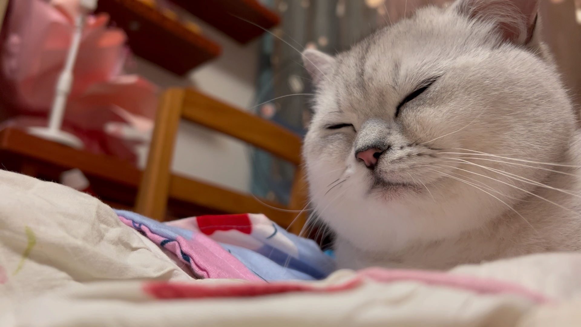 圆脸猫=双下巴猫=猪猫
