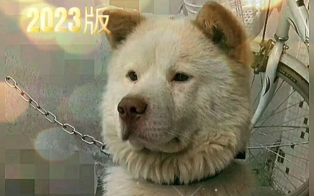 潮汕五紅犬 屬於廣東土松犬# 獲獎的第一隻