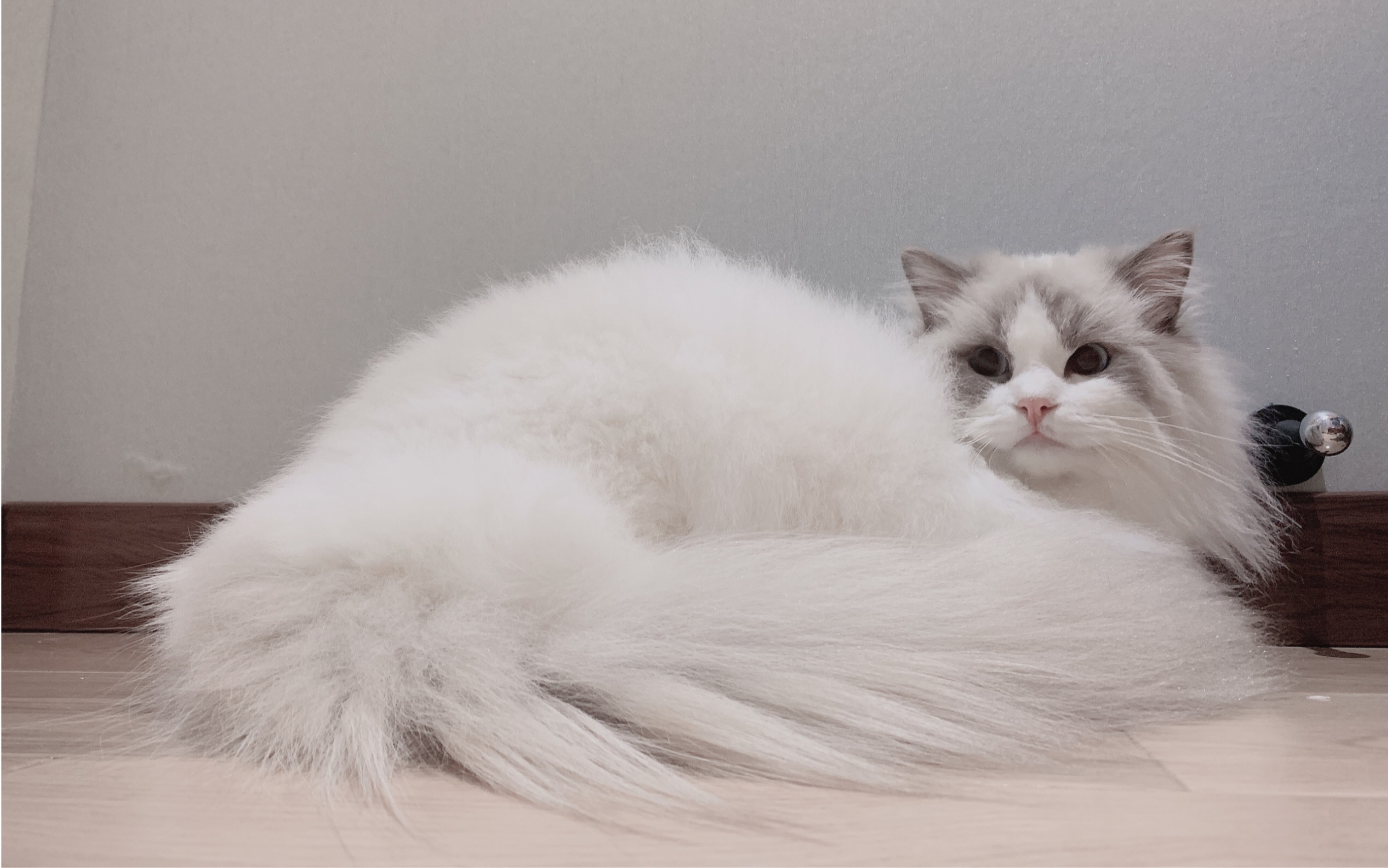 布偶猫与up主躲猫猫却屡屡露出粗壮的大尾巴最后居然还被这么low的