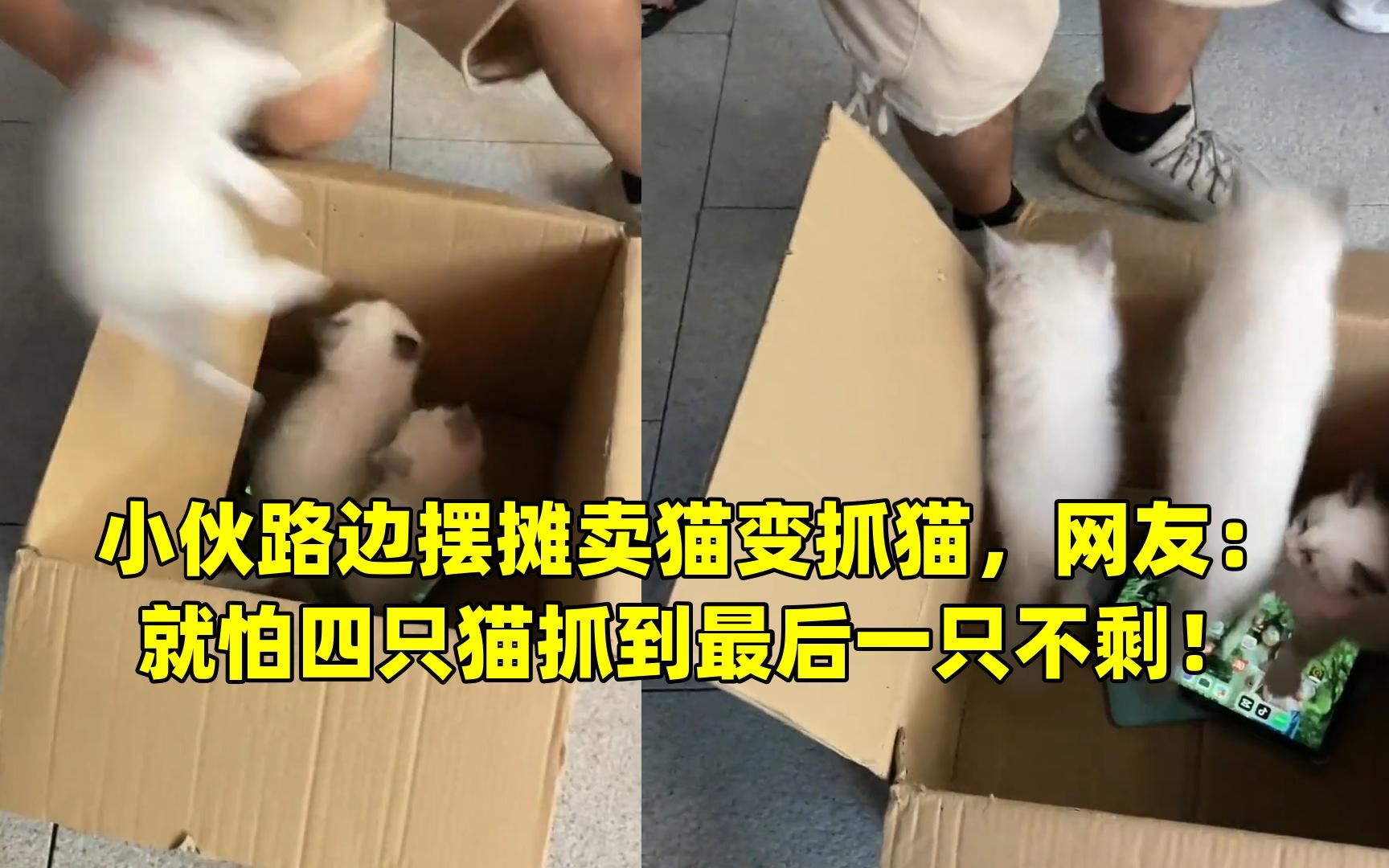 小伙路边摆摊卖猫变抓猫,网友:就怕四只猫抓到最后一只不剩!哔哩哔哩bilibili