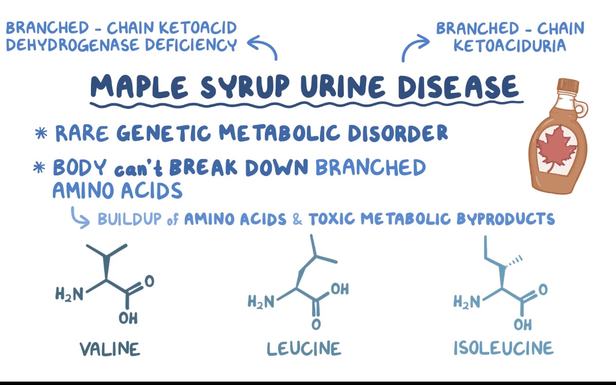 「Osmosis med搬运」枫叶糖尿病 maple syrup urine disease哔哩哔哩bilibili