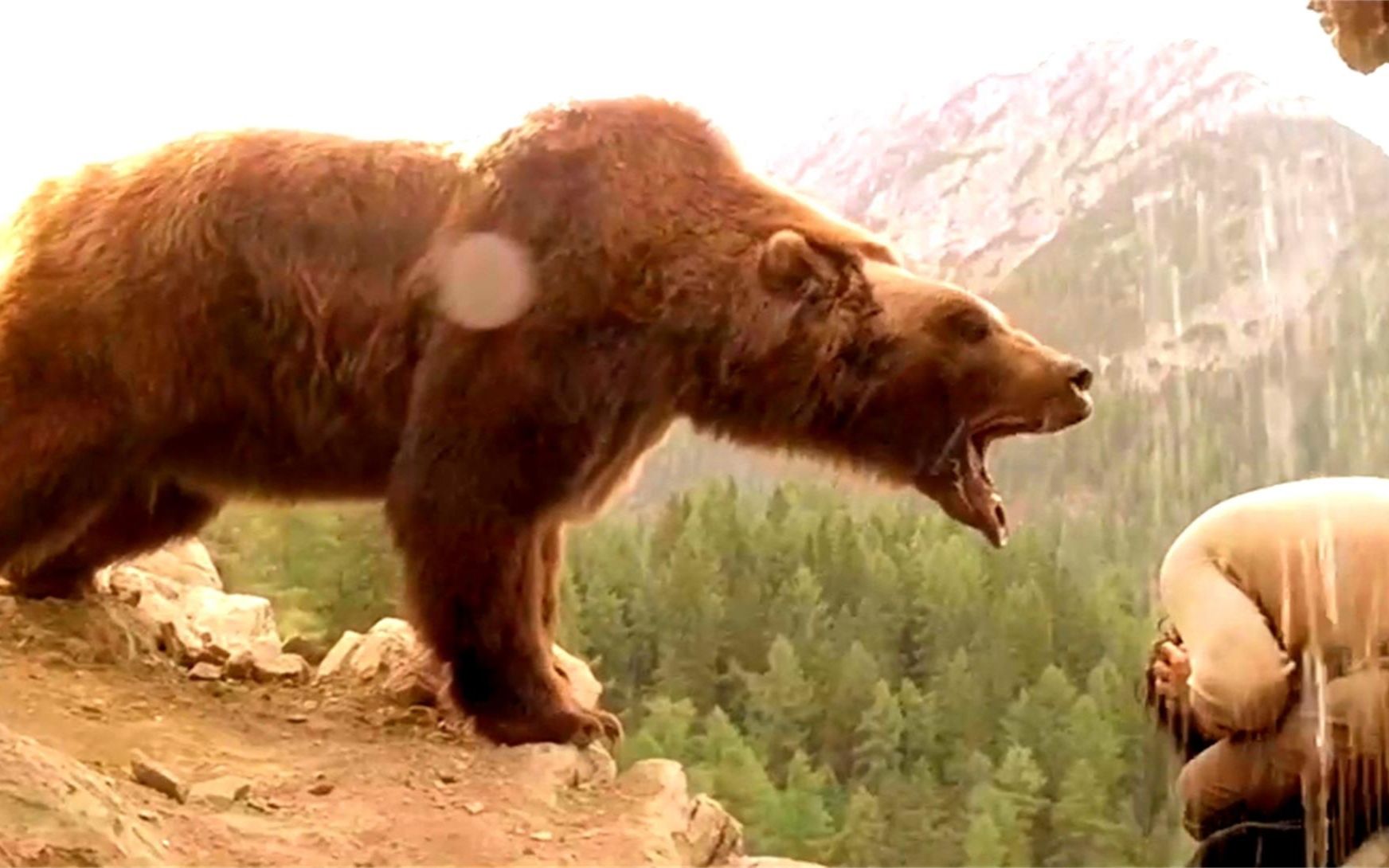 豆瓣91高分熊王放猎人一条生路结果却出乎意料