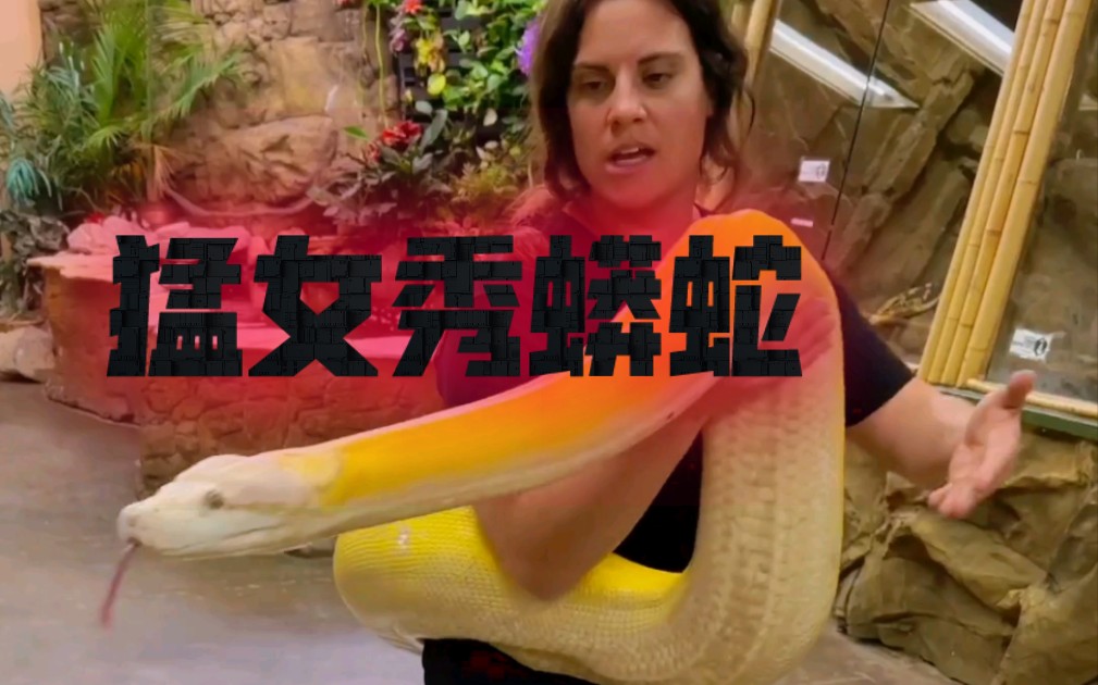 身缠黄金蟒!勇猛女子玩蟒蛇