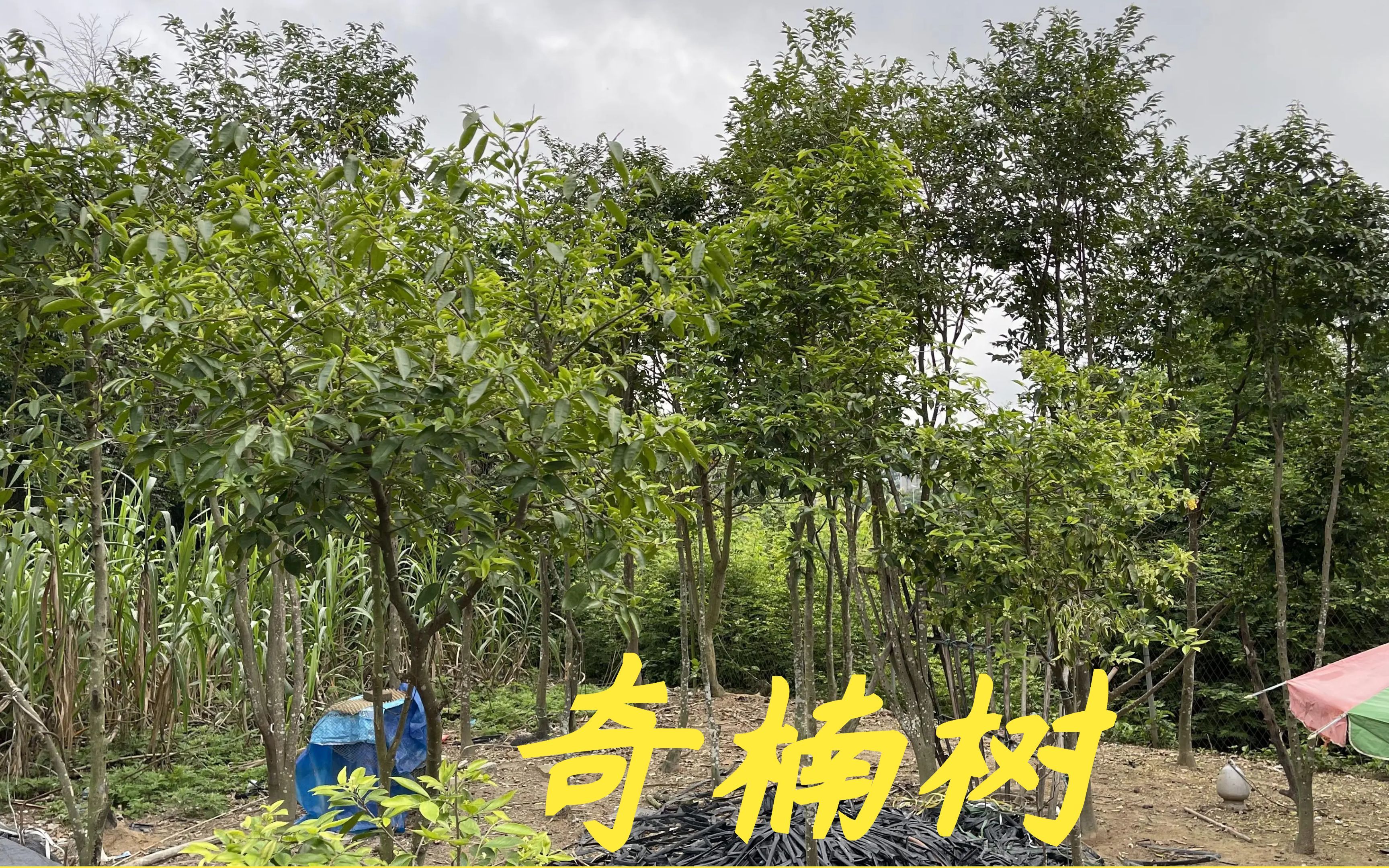 老林的兄弟种200棵奇楠树,本来可以赚一笔,管理疏忽本钱都没了