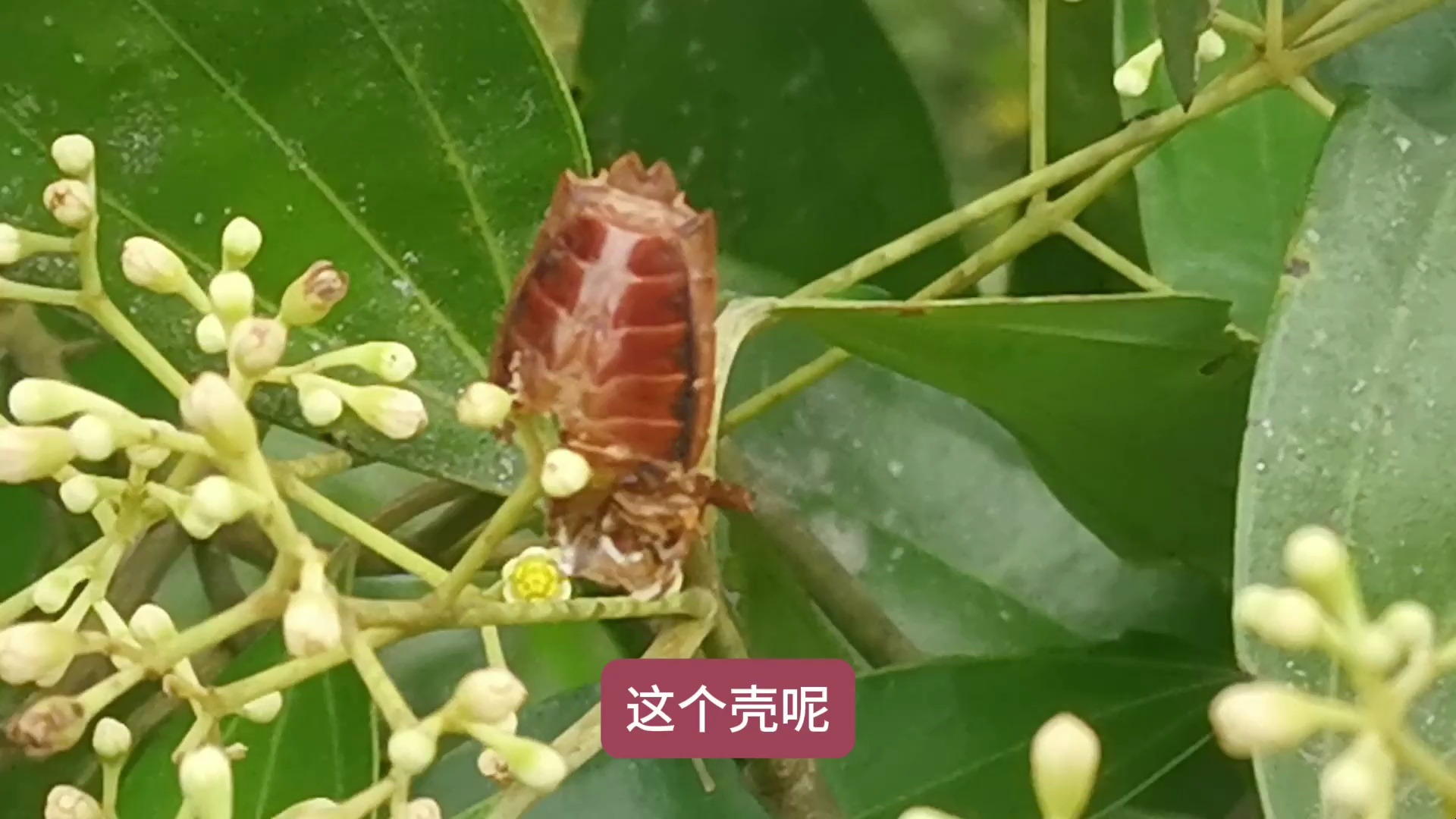 总有人做第一个吃知了的人,太炸裂了,看着就特别有食欲还大补肾哔哩哔哩bilibili