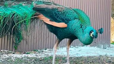 孔雀 bird-4125234_640.jpg