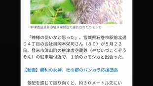 音声読上げ 四つ目のカモシカ 神の使い 柳津虚空蔵尊近くで目撃 哔哩哔哩 つロ干杯 Bilibili