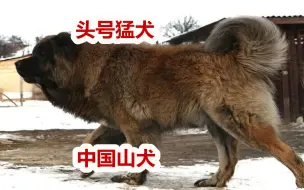 Download Video: 藏獒在它面前是弟弟，中国山犬国产顶级猛犬，大山中实战练出