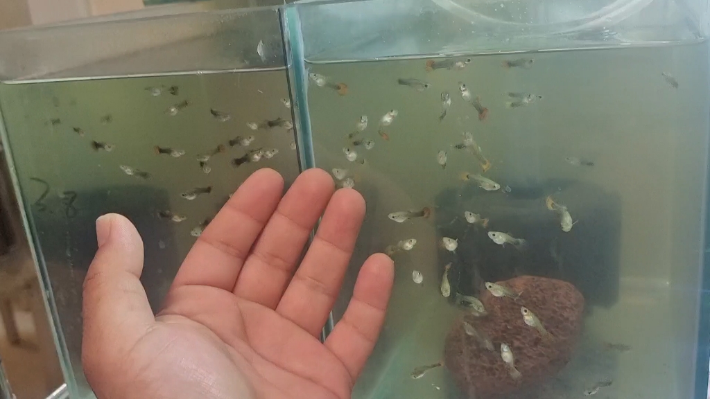 一个多月的孔雀鱼苗