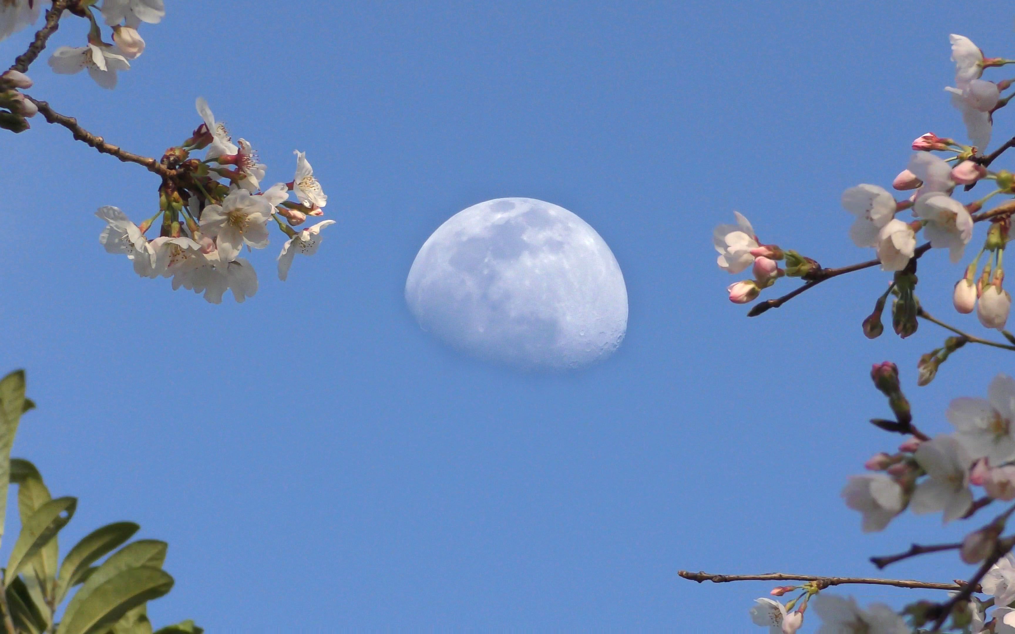 [图]【4K】白天的月亮和樱花