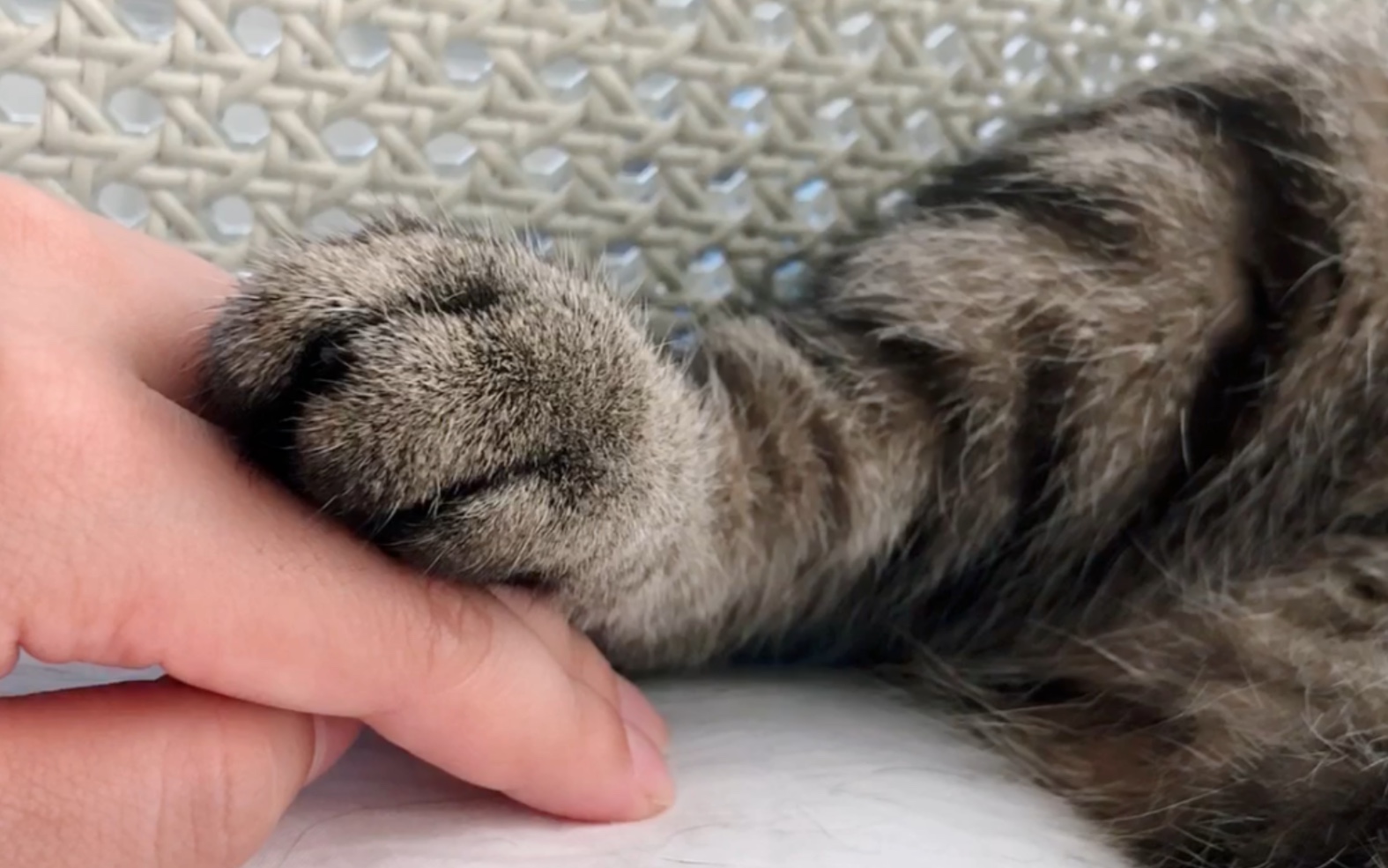 【狸花猫】摸一摸爪爪的小爪爪武松打赢的就这?