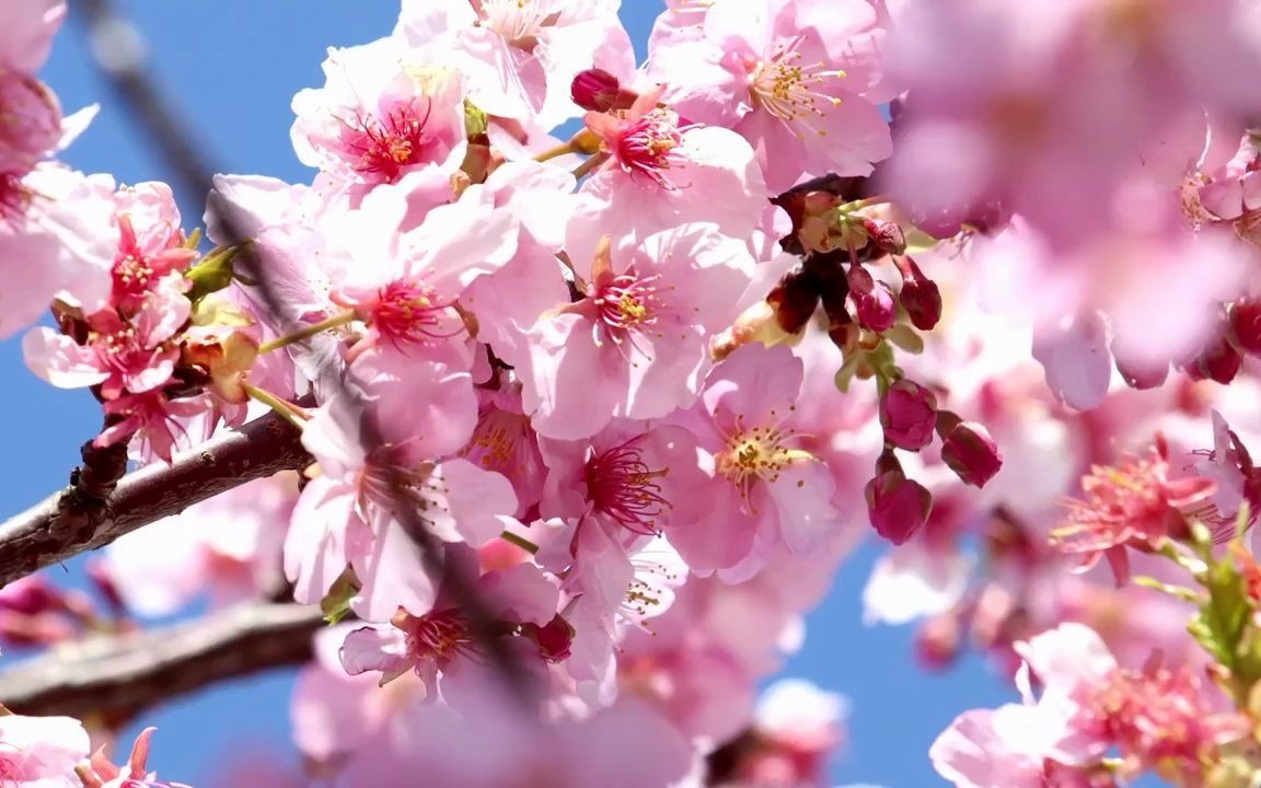 春天花满枝头花树花海生机勃勃大自然景色空镜头小学诗歌朗诵比赛舞台