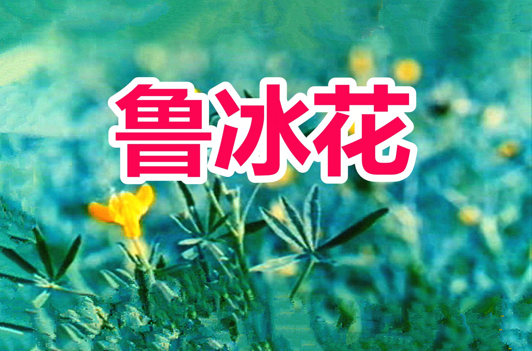 甄妮《鲁冰花》哔哩哔哩bilibili