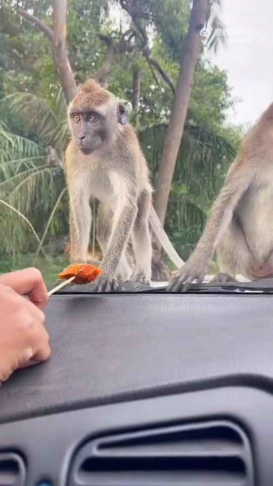 [图]猴子:别拿，他🐴的在逗猴呢！