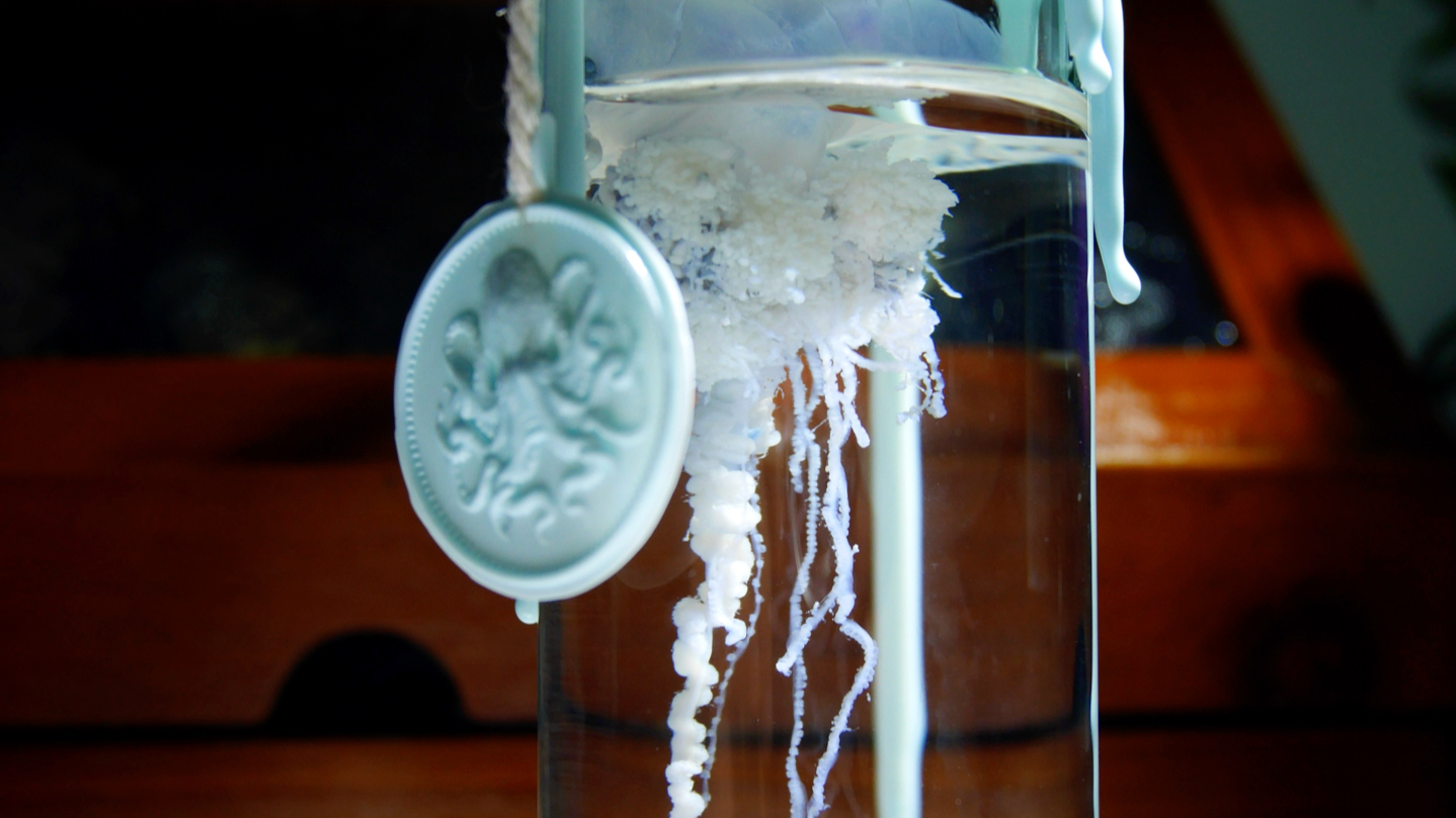 僧帽水母浸制标本《浮岛》