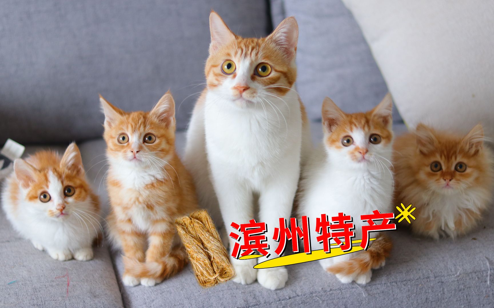 滨州特产!铲屎官给5只小奶猫起名字,想着想着口水都出来了哔哩哔哩bilibili