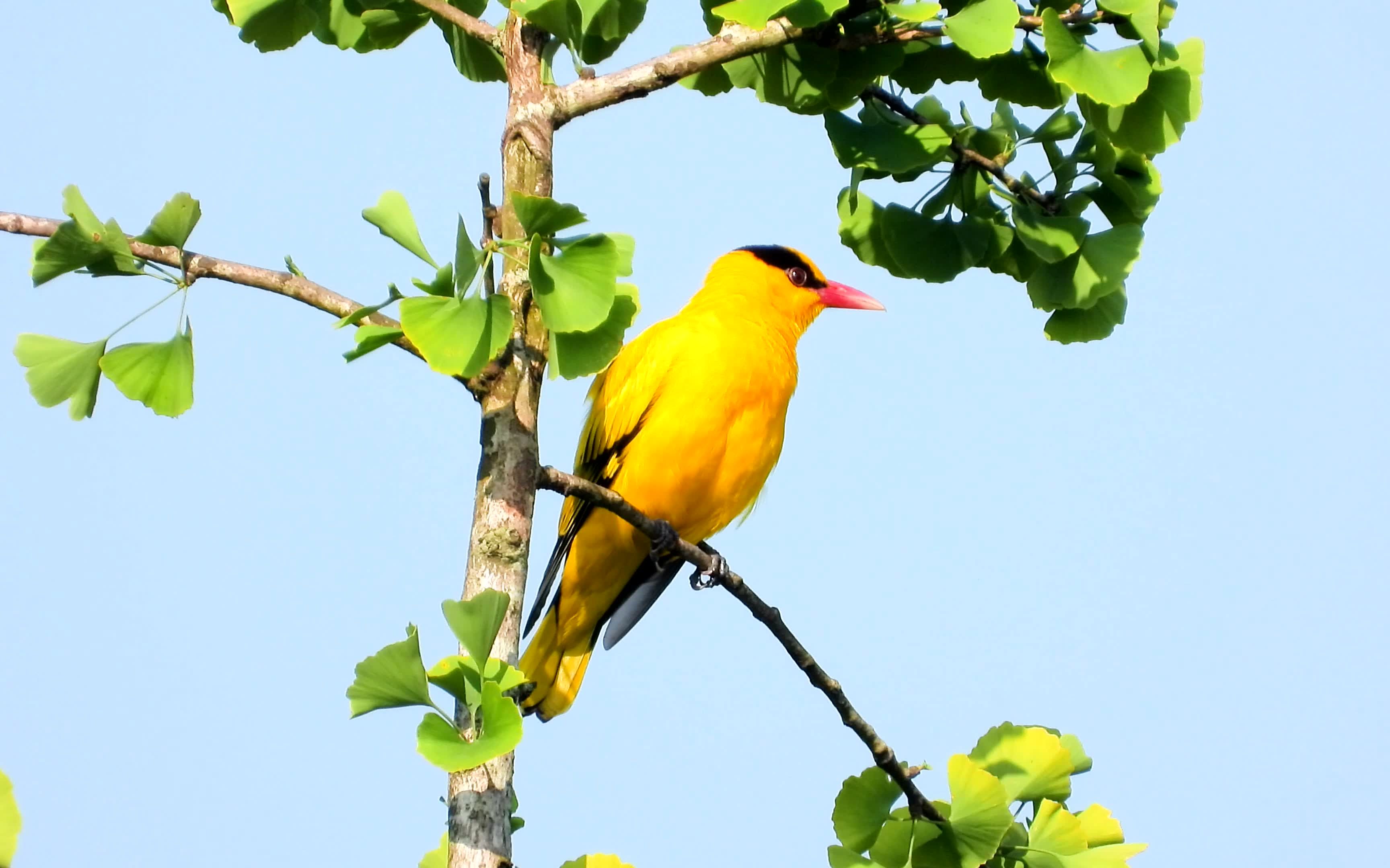 银杏树上的黄鹂鸟,好漂亮哟,好听的黄鹂鸟叫声_哔哩哔哩 (゜-゜)つロ
