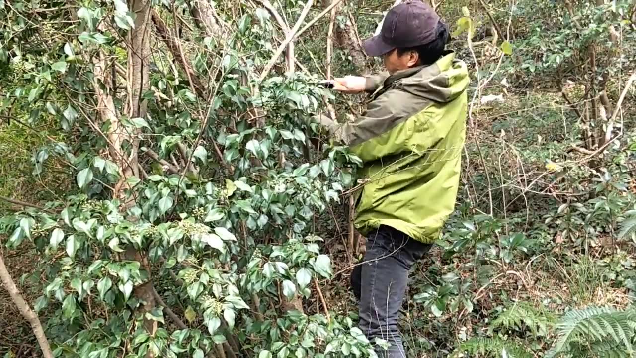 世界上最简易的吊脚套制作方法,斑鸠、野鸡一套一个准哔哩哔哩bilibili