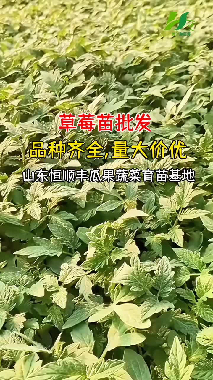 草莓苗批发,品种齐全量大价优-山东恒顺丰育苗基地