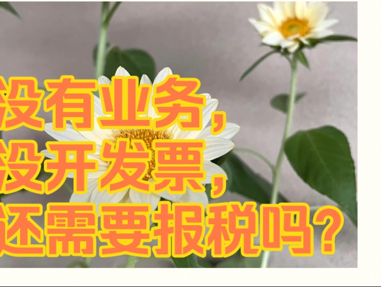 老板财税~没有业务,没开发票,还需要报税吗?哔哩哔哩bilibili