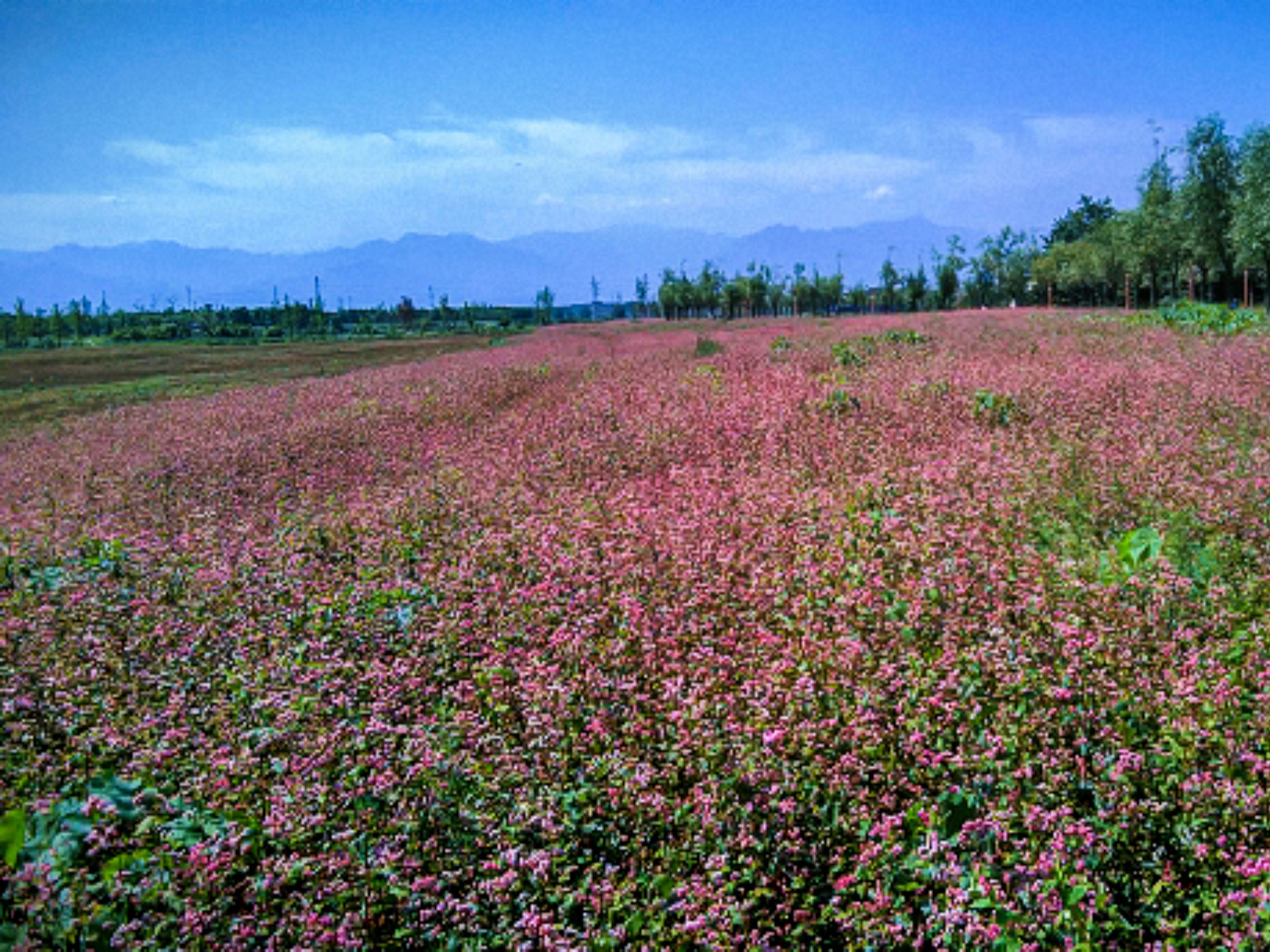 一片荞麦花图片图片