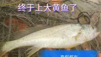 近海资源这么贫瘠，渔民还偏偏喜欢在近海捕鱼，因为这里有梦寐以求的 